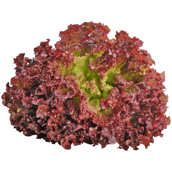 Lettuce Lollo Rosso Red | WaddingtonCompany